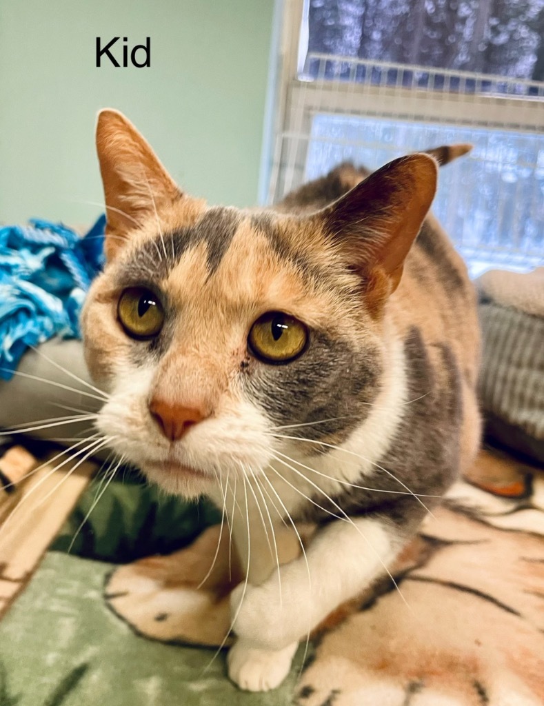 KID, an adoptable Domestic Short Hair in Muskegon, MI, 49442 | Photo Image 4