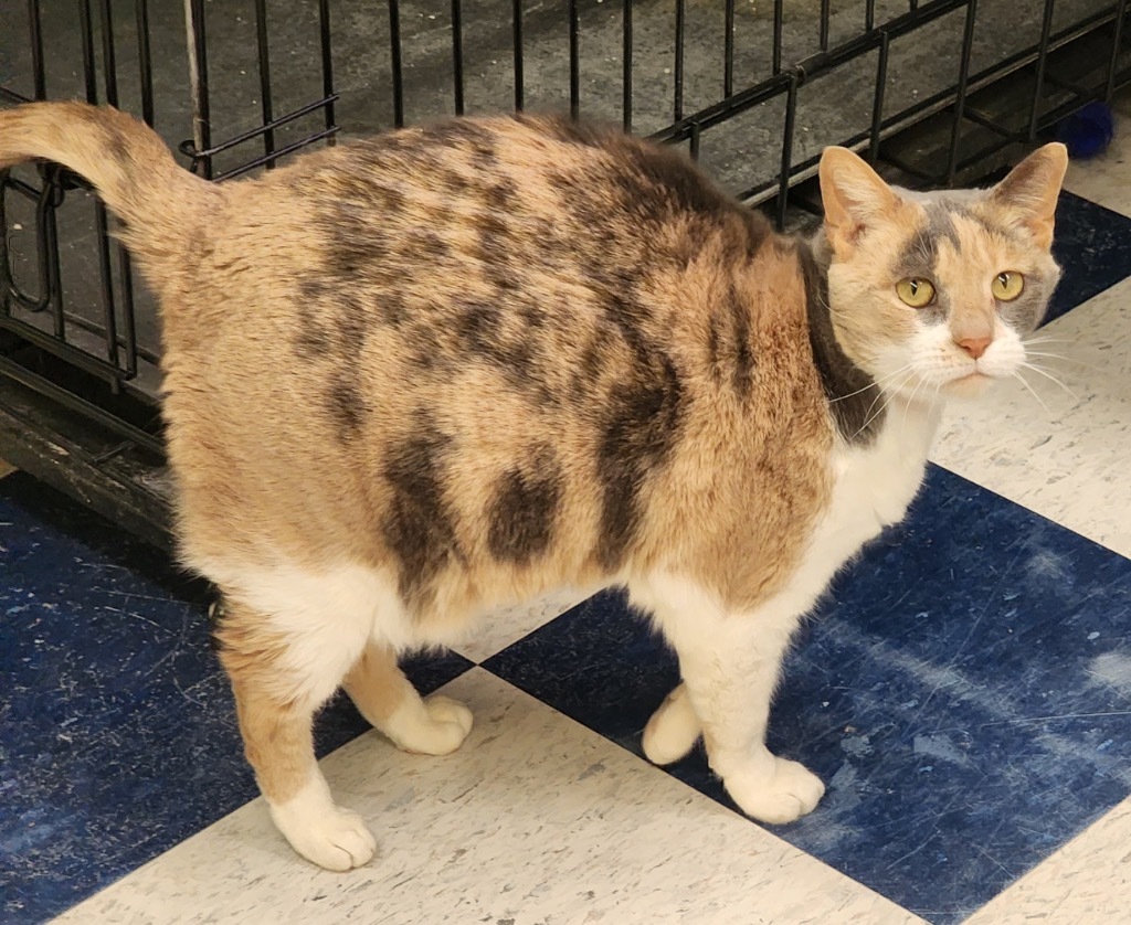 KID, an adoptable Domestic Short Hair in Muskegon, MI, 49442 | Photo Image 5