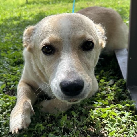 Freya, an adoptable Cardigan Welsh Corgi, Husky in Laredo, TX, 78041 | Photo Image 1