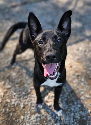 Sugar Cookie, Young Female Shepherd