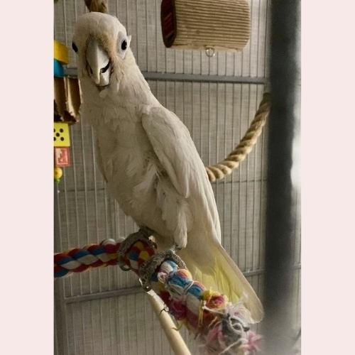Cockatoo Pair: Scruffy 2