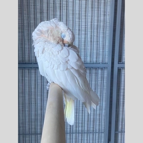 Cockatoo Pair: Scruffy 3