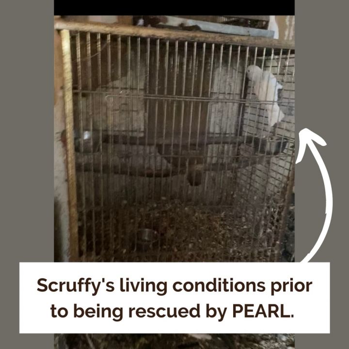 Cockatoo Pair: Scruffy 4