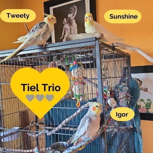 Tiel Trio: "Igor"- Sunshine- Tweety 1