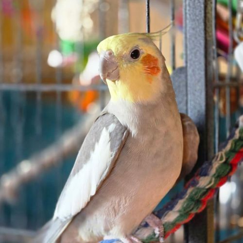 Tiel Trio: "Igor"- Sunshine- Tweety 2