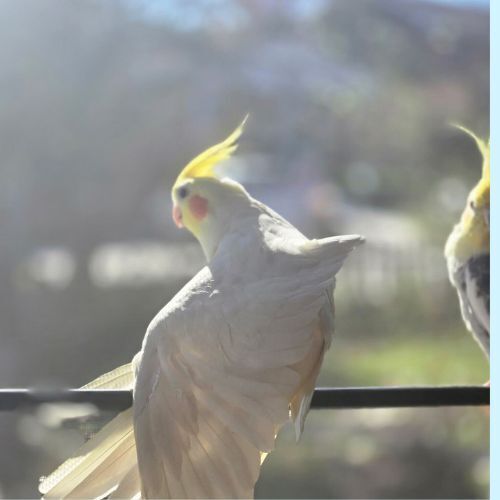 Tiel Trio: "Igor"- Sunshine- Tweety 3