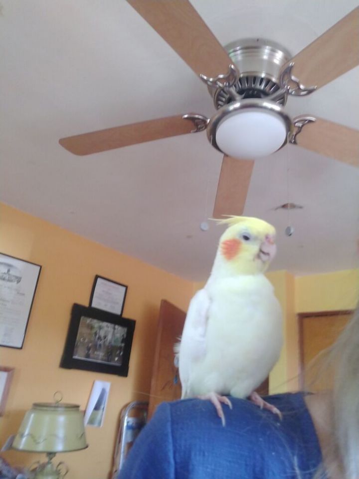 Tiel Trio: "Igor"- Sunshine- Tweety 4