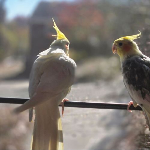 Tiel Trio: "Igor"- Sunshine- Tweety 5