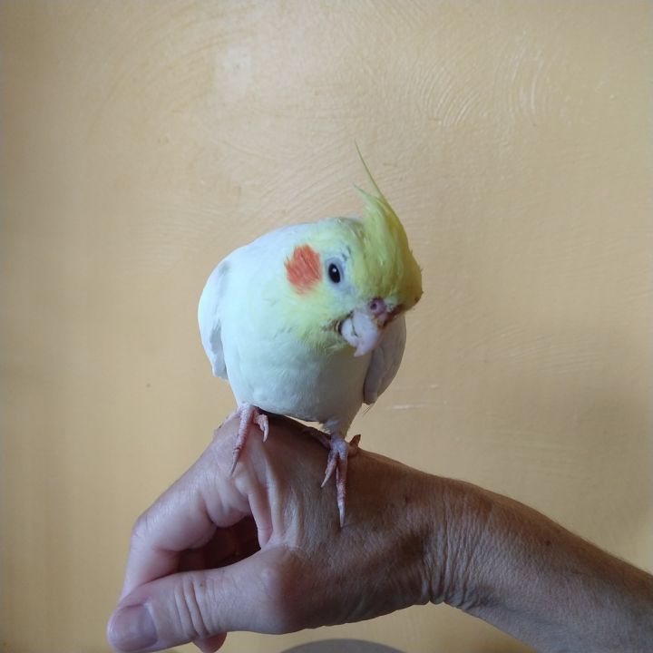 Tiel Trio: "Igor"- Sunshine- Tweety 6