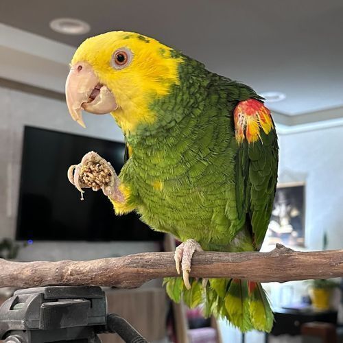 Simon