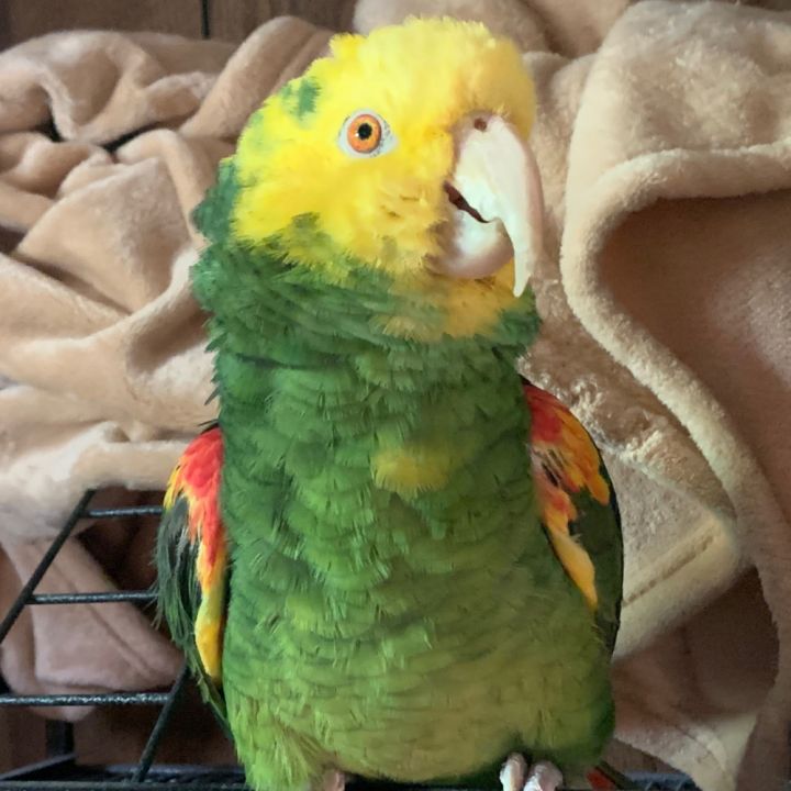 Simon 2