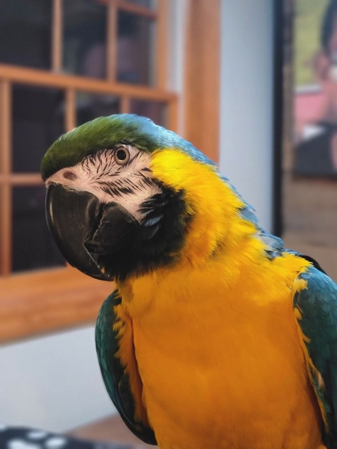 Pekos
