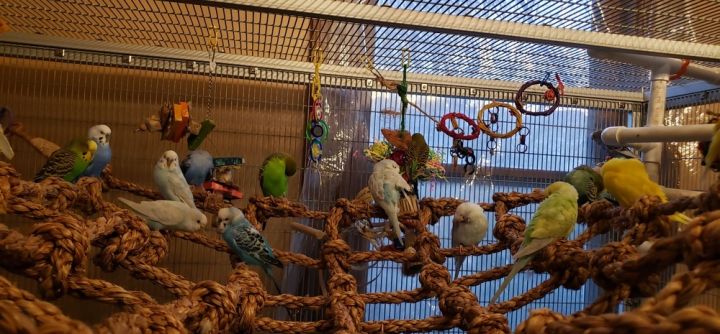Budgie Adoptions! 3