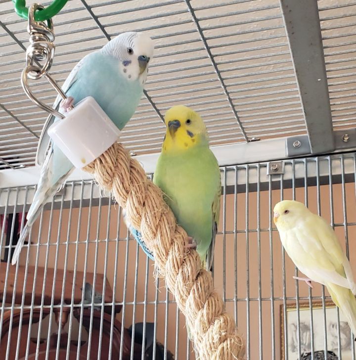 Budgie Adoptions! 4