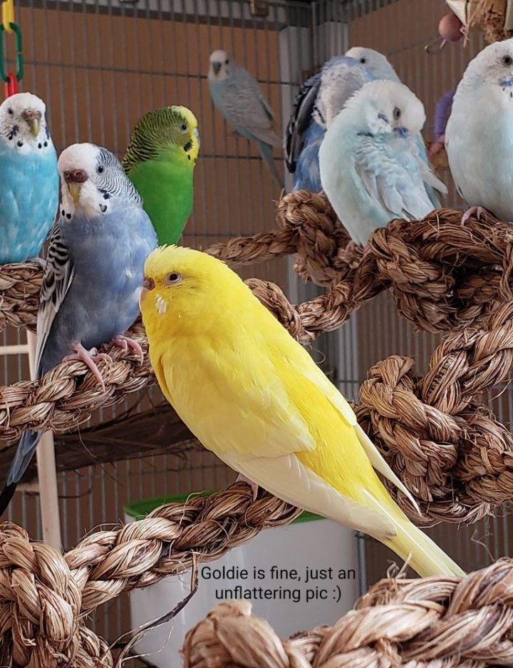 Budgie Adoptions! 5