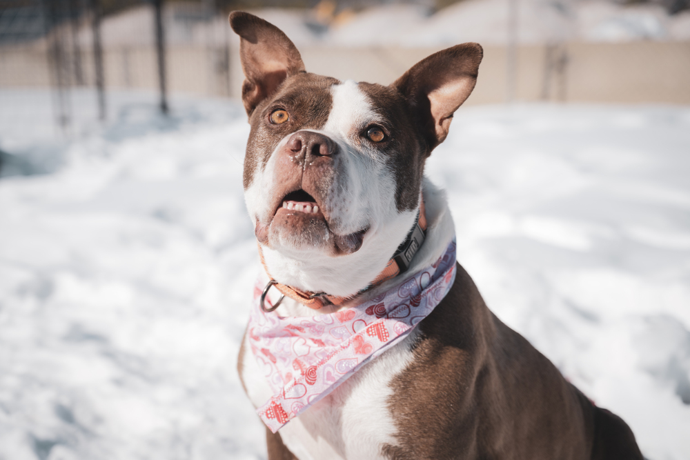 Nutter Butter, an adoptable Mixed Breed in Leadville, CO, 80461 | Photo Image 1