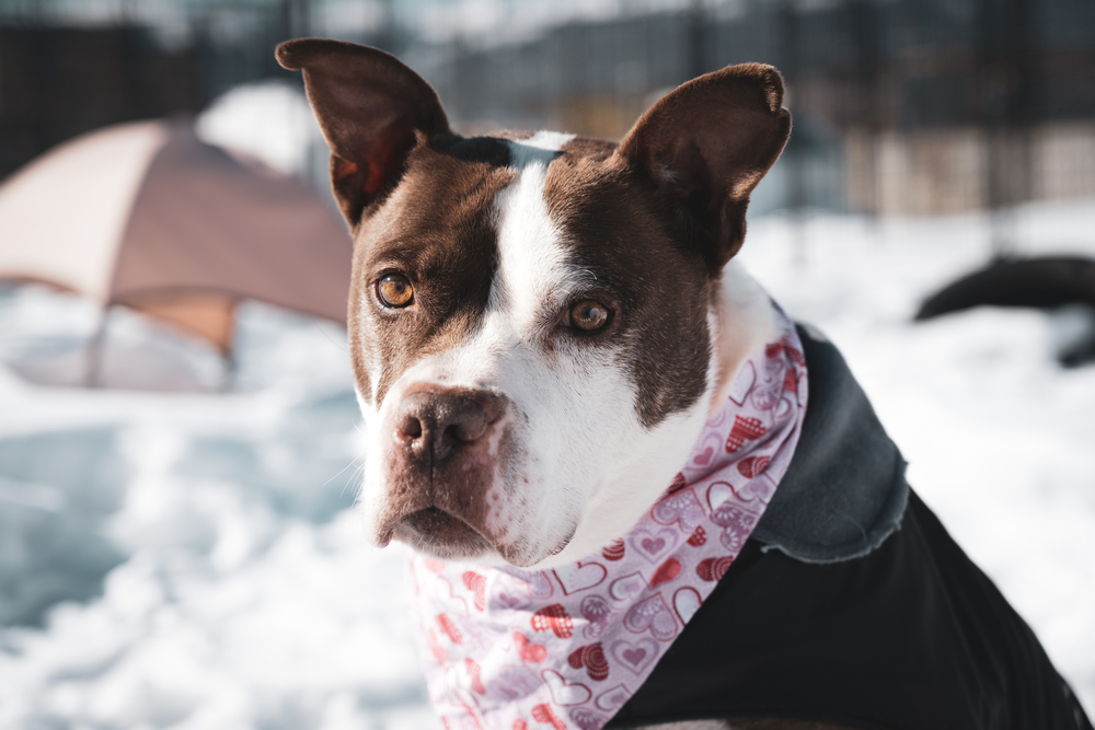 Nutter Butter, an adoptable Mixed Breed in Leadville, CO, 80461 | Photo Image 2