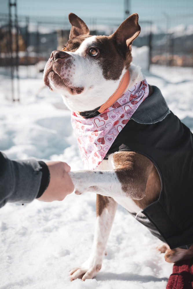Nutter Butter, an adoptable Mixed Breed in Leadville, CO, 80461 | Photo Image 4