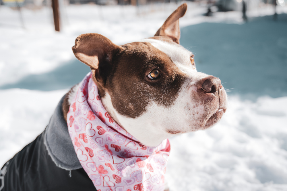 Nutter Butter, an adoptable Mixed Breed in Leadville, CO, 80461 | Photo Image 5