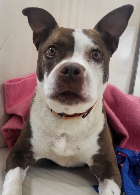 Nutter Butter, an adoptable Mixed Breed in Leadville, CO, 80461 | Photo Image 6