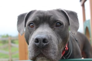 Thunder, Senior Male Pit Bull Terrier