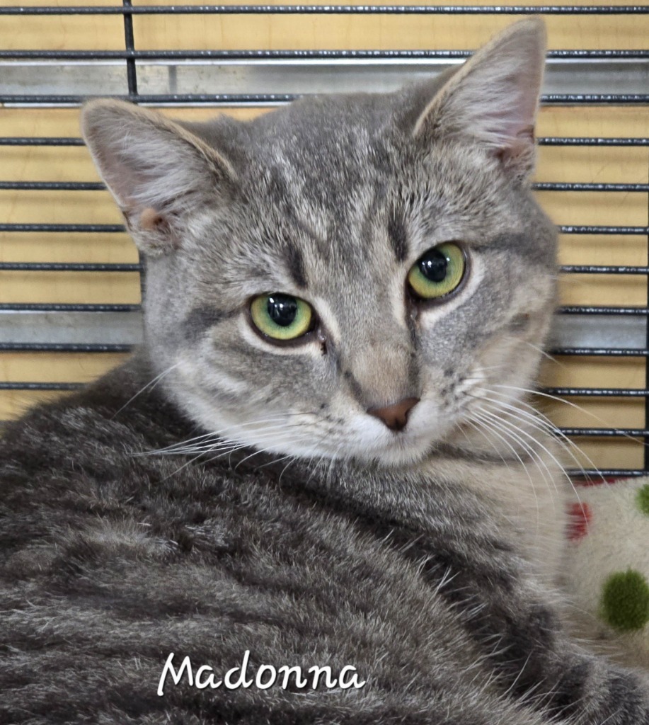 Madonna