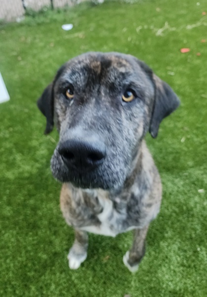 Bubby, an adoptable Bullmastiff, Mixed Breed in Gainesville, FL, 32609 | Photo Image 1