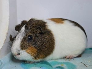 Ace, Adult Male unknown