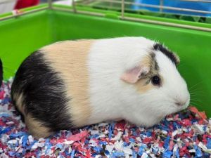 Coco, Adult Female unknown