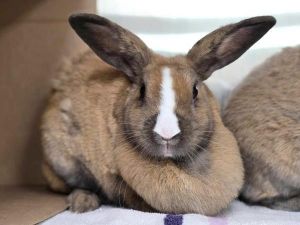 Parsnip, Adult Female Rex