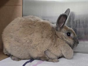Turnip, Adult Female unknown