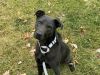 Pippin photo 3