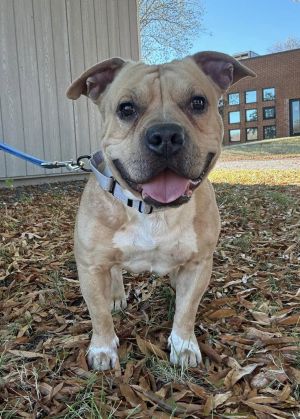 Yoda, Adult Male Pit Bull Terrier