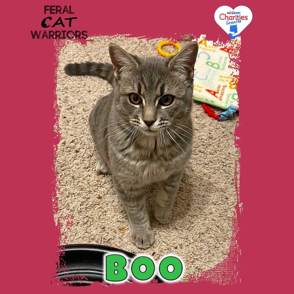 Boo KA, an adoptable Domestic Short Hair in Kingman, AZ, 86401 | Photo Image 1