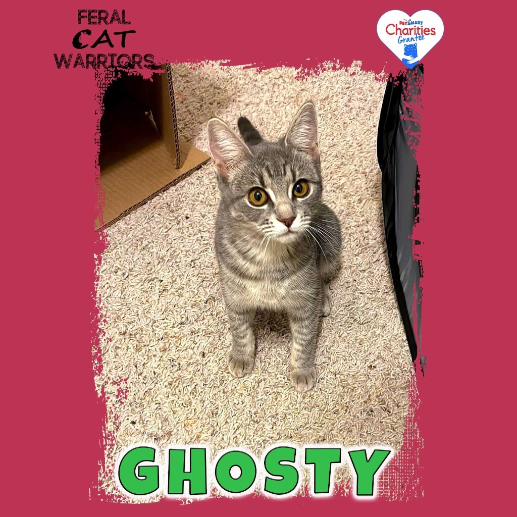 Ghosty, an adoptable Domestic Short Hair in Kingman, AZ, 86401 | Photo Image 1