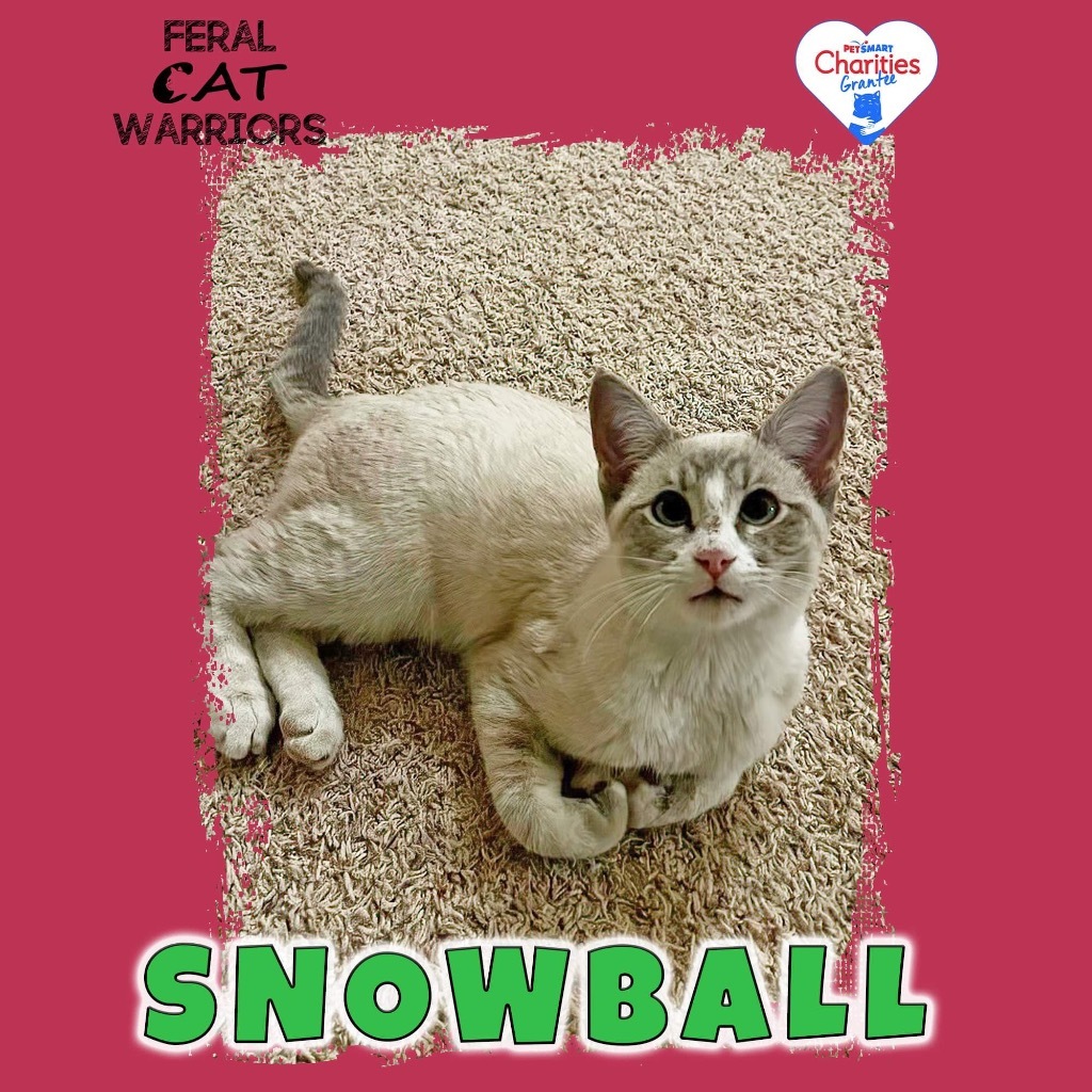 Snowball KA, an adoptable Domestic Short Hair in Kingman, AZ, 86401 | Photo Image 1