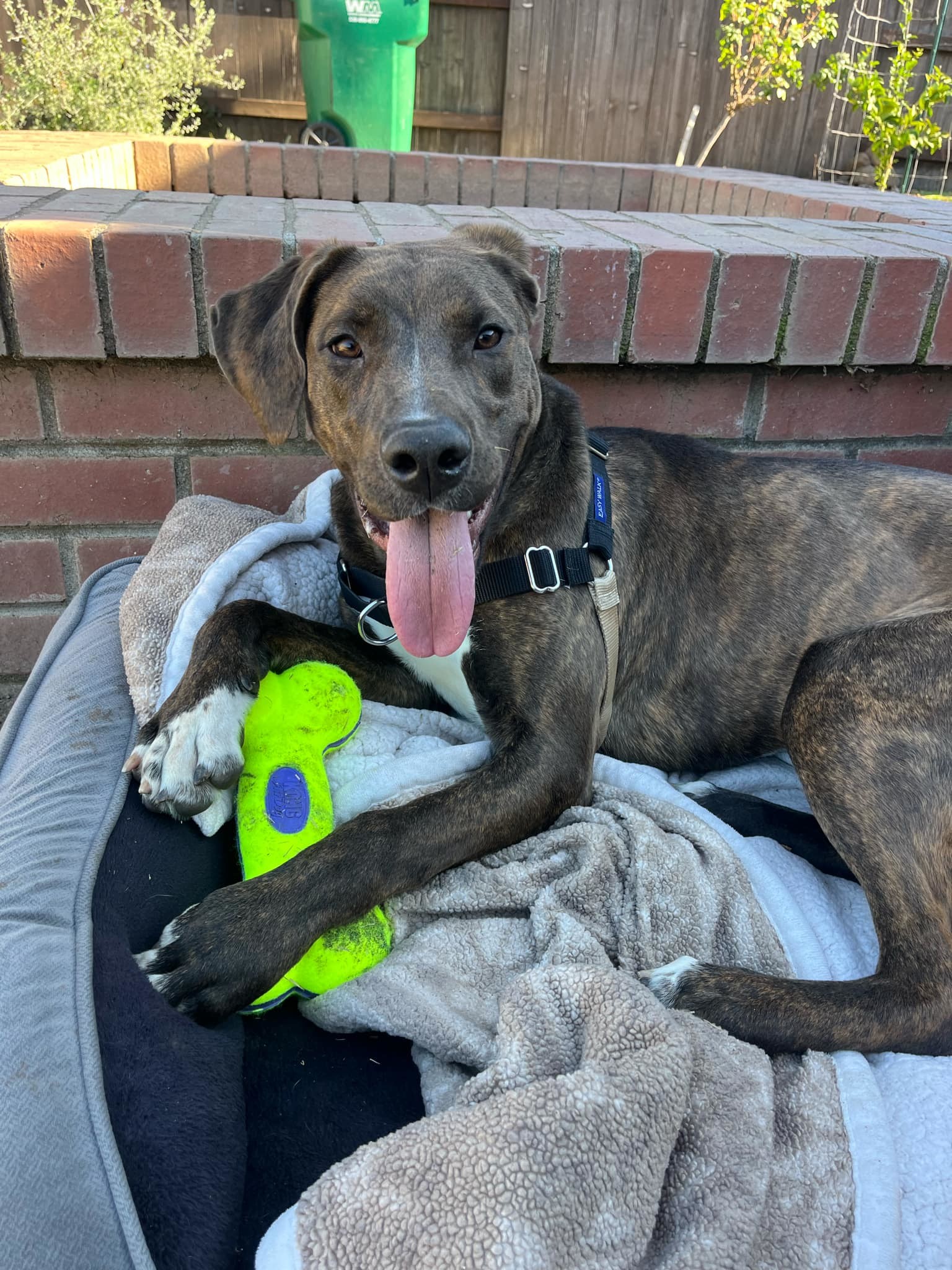 Scarlett, an adoptable Plott Hound, Bullmastiff in Chico, CA, 95928 | Photo Image 1