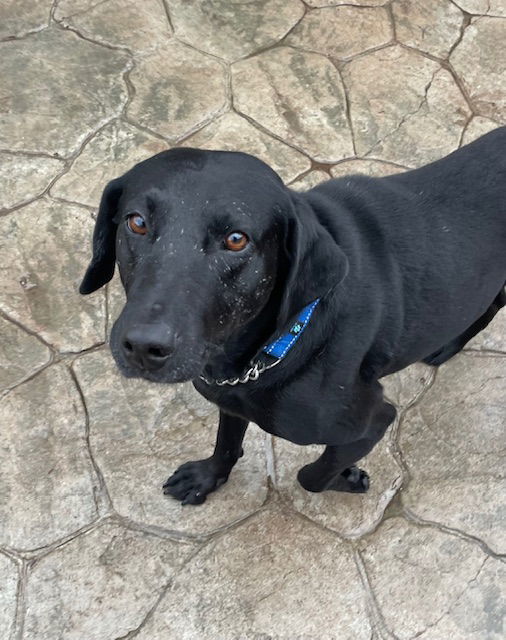 Darwin, an adoptable Labrador Retriever in Duluth, MN, 55807 | Photo Image 1