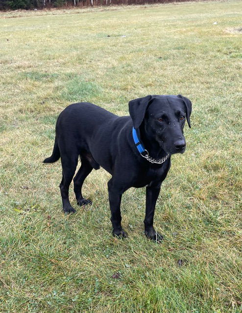 Darwin, an adoptable Labrador Retriever in Duluth, MN, 55807 | Photo Image 2