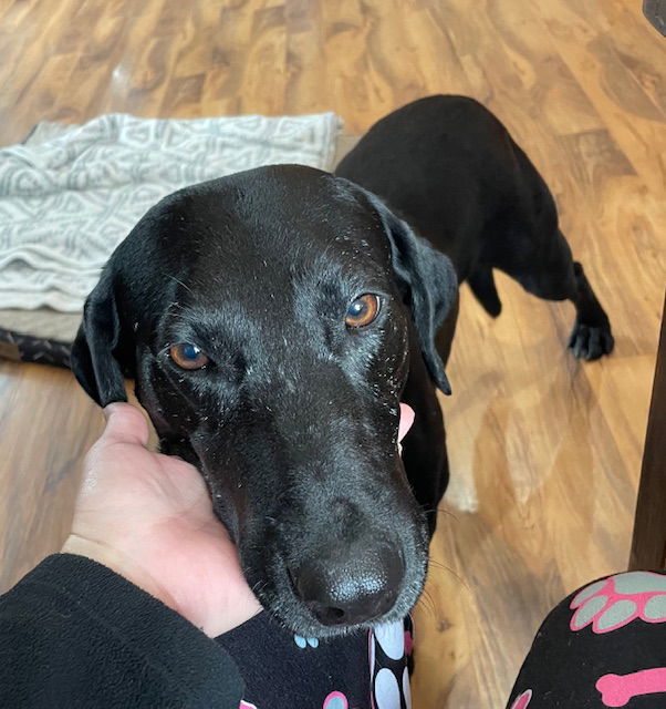 Darwin, an adoptable Labrador Retriever in Duluth, MN, 55807 | Photo Image 3