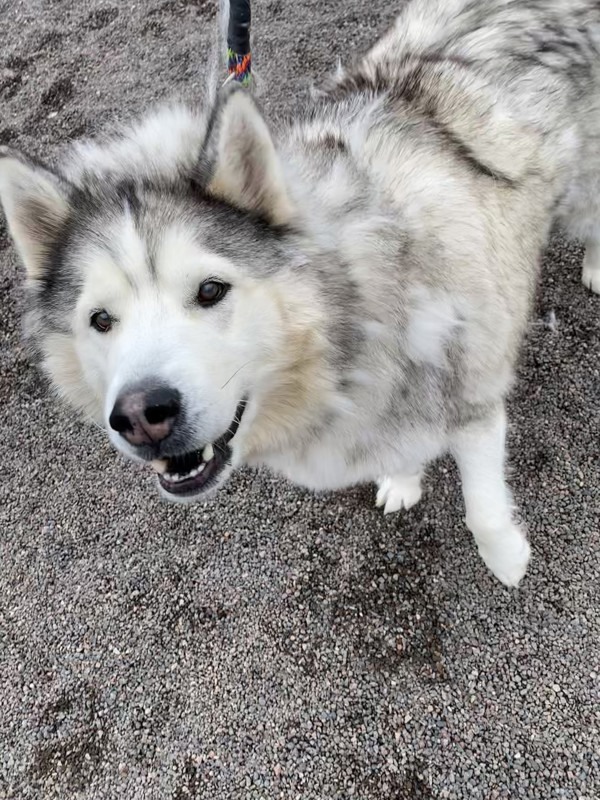 Rico, an adoptable Husky in Duluth, MN, 55802 | Photo Image 1