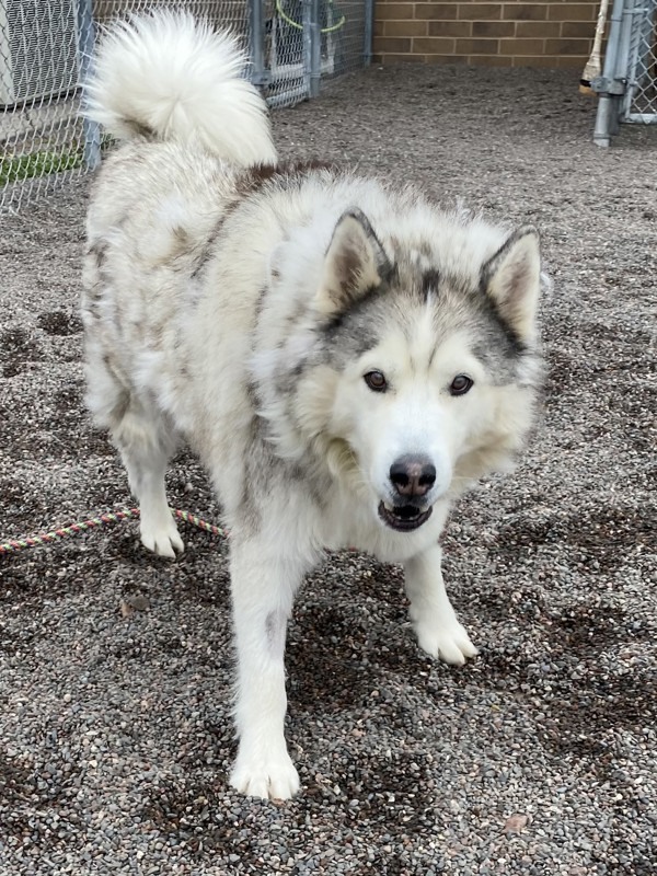 Rico, an adoptable Husky in Duluth, MN, 55802 | Photo Image 2