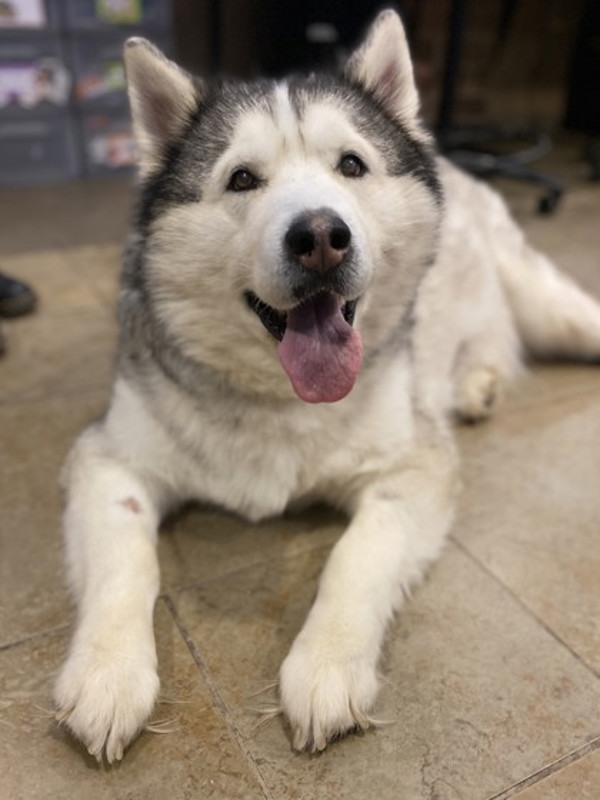 Rico, an adoptable Husky in Duluth, MN, 55802 | Photo Image 3