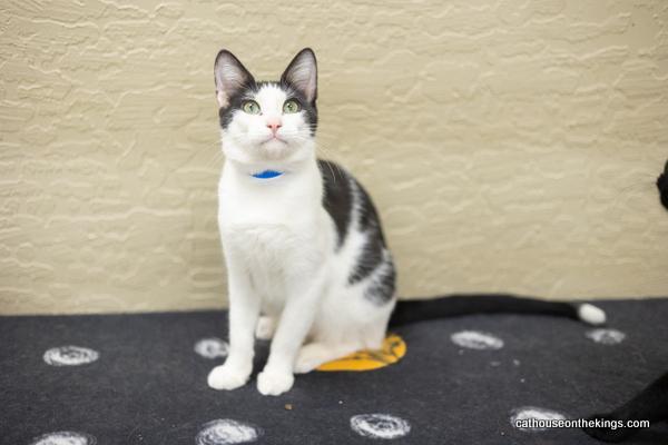 Ozzy, an adoptable Domestic Short Hair, Oriental Short Hair in Parlier, CA, 93648 | Photo Image 1