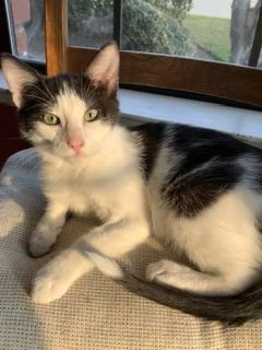 Ozzy, an adoptable Domestic Short Hair, Oriental Short Hair in Parlier, CA, 93648 | Photo Image 2