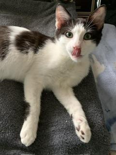 Ozzy, an adoptable Domestic Short Hair, Oriental Short Hair in Parlier, CA, 93648 | Photo Image 3