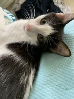 Ozzy, an adoptable Domestic Short Hair, Oriental Short Hair in Parlier, CA, 93648 | Photo Image 4