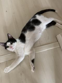 Ozzy, an adoptable Domestic Short Hair, Oriental Short Hair in Parlier, CA, 93648 | Photo Image 5