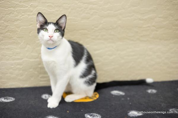 Ozzy, an adoptable Domestic Short Hair, Oriental Short Hair in Parlier, CA, 93648 | Photo Image 6