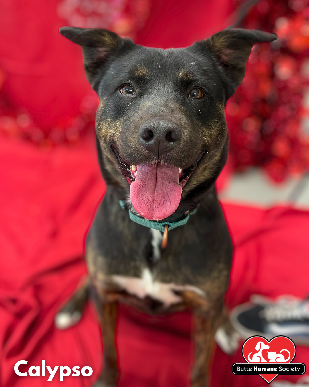 Calypso - Adoption fee partially sponsored by Petfinder Foundation
